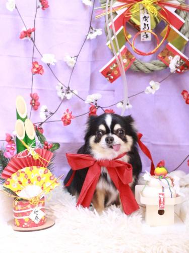 20230118ごまくん